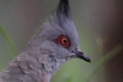 Crested Pigeon (Ocyphaps lophotes)